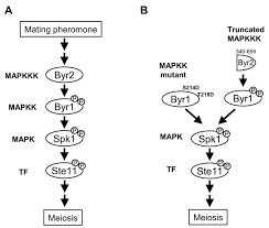 Image result for Meiosperma debile