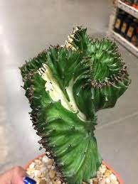 If you are moving it from indoors to eurphorbia lactea grafted on top of a euphorbia neriifolia root stock. Variegated Coral Cactus Succulents