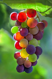 Grapes 7863 In 2020 Fruits Photos Beautiful Fruits Fruit Photography