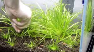 Image result for Eriocaulon truncatum