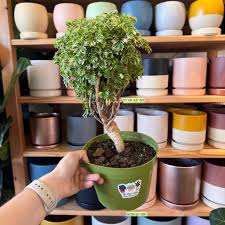 Image result for Polyscias fruticosa