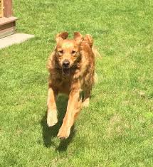 Maine Golden Retriever Club