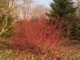 Maybe you would like to learn more about one of these? How To Make A Big Garden Easier To Manage Saga