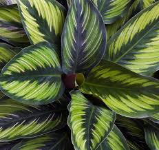 Calathea Leaves Green Plants Pflanzen Zimmerpflanzen Blattzeichnung