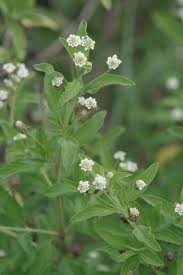 Image result for Lippia woodii