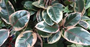 Check out the black leaf plants you'll want to add to your houseplant collection. Variegated Rubber Plant Care Variegated Ficus Growing Tips
