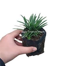 Image result for Ophiopogon