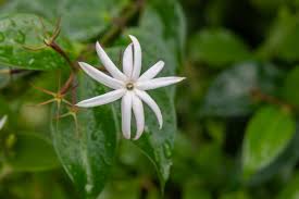 Image result for Jasminum multiflorum