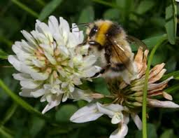 It is just a small species. Bee Nest Removal And Bumble Bee Nests Information And Advice