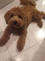 Maybe you would like to learn more about one of these? A Blog About Our Apricot Schnoodles For Sale In Virginia We Breed White Apricot And Red Schnoodles In The Miniature Schnoodle Dog Schnoodle Puppy Schnoodle