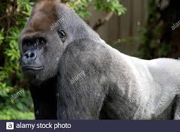 Lowland Gorilla Baraka Species Gorilla Genus Gorilla Family Hominidae Order Primates Class Mammalia Phylum Chordata Kingdom Animalia Lowland Gorilla Male Gorilla Western Gorilla Silverback Primate Horizontal Ape Stock Photo Alamy
