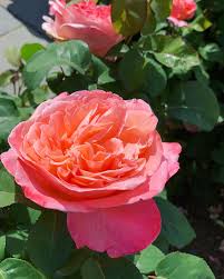Rosier Mademoiselle Meilland Meinostair Rose Meilland Rosier Belle Rose