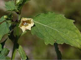 Image result for Physalis angulata