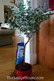Eucalyptus Tree Eucalyptus Tree Planting Flowers Indoor Plants