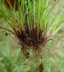 Image result for Cyperus squarrosus