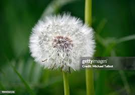 1,204 Michael Seeds Stock Photos, High-Res Pictures, and Images