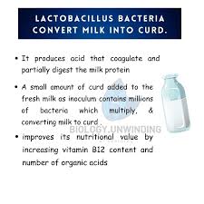 Biology-Unwinding | Lactobacillus bacteria convert milk into curd #biology  #bacteriology #microbiology #curd #biologyfacts #bio #viralpost  #explorepage... | Instagram