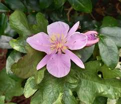 Image result for Clappertonia polyandra