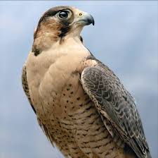 The moscow falconers' club updated their phone number. Falconers Hail Ncw Decision To Ban Hunting Of Shaheen And Wakri Falcons Saudi Gazette