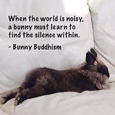Moment Of Bunniness Bun Bunny Quotes Bunny Care Bunny