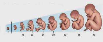 Características del desarrollo prenatal – Del inicio al postparto