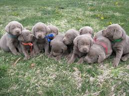 Silver and charcoal kennels is a premium breeder for silver labrador retriever puppies. Pin By Brittany Daffern On Precious Pets Silver Lab Puppies Lab Puppies Puppies
