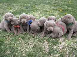 We have light silver, charcoal silver, charcoal, black, yellow, and chocolate akc labrador retrievers. Fox Red Lab Puppies For Sale Near Me The Y Guide