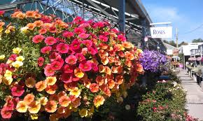 101 likes · 11 talking about this · 55 were here. Petunias Are A Tough Plant Making Beautiful Hanging Baskets For Even The Hottest Spots Garden Center Plants Hanging Baskets