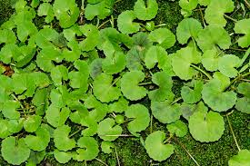 Image result for Centella