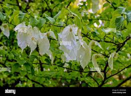 Image result for Heteromorpha involucrata