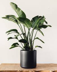 Image result for Strelitzia