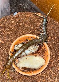 Image result for Centemopsis