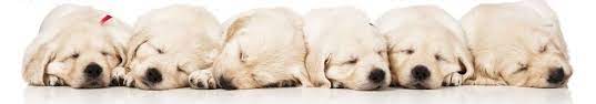 Additionally, we can teach you how to house train your puppy. Puppy Training Phoenix Puppy Training Classes Az Dog Sports