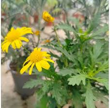 Image result for Euryops chrysanthemoides