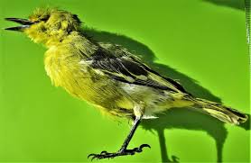 Lot Of 5 Common Iora Bird Aegithina Tiphia Taxidermy Near Fast From Usa Animal Skeletons Bat Animal Giraffe Head