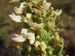 Image result for Coleus calycinus