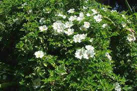 Image result for Rosa laevigata