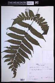 Image result for Triplophyllum buchholzii