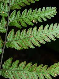 Image result for Triplophyllum