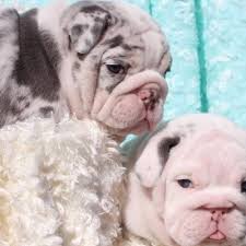 Please call or email for details for any upcoming litters. English Bulldog Puppies Englishpuppies Twitter