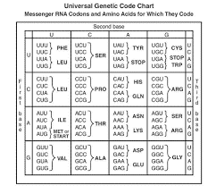 Merely said, the dna replication transcription and translation answer key is universally compatible with any devices to read. Https Www Asbmb Org Getmedia E2435e00 E9c3 4f66 B48b 108042aada44 Hopes 9 12 Genes 2 Instructor Worksheet Pdf