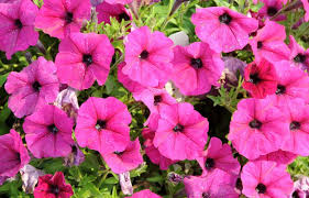 Summer flowering shrubs that don't stop blooming! Petunias How To Plant Grow And Care For Petunias The Old Farmer S Almanac