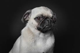 Maybe you would like to learn more about one of these? How Photographers Have Elevated Pet Photography Into An Art Form