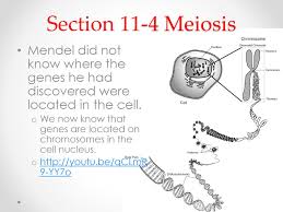 List the two things that mendel's principles of genetics required in order to be true. Chapter 11 Introduction To Genetics Ppt Download