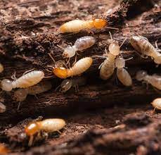 They sneakily invade your home, eat constantly and eventually inflect severe damage on the house, given free reign. Early Warning Signs Of Termite Infestation Termite Prevention