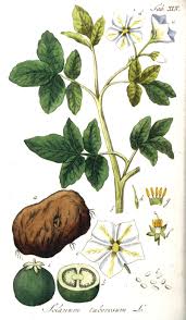 Image result for Solanum tuberosum