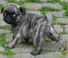 These mini australian shepherd puppies are playful & love to be with their family. 84 Bug Bugg Dogs Boston Terrier Pug Mix Ideas Boston Terrier Pug Pug Mix Dogs