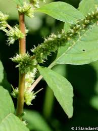Image result for Amaranthus spinosus