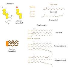 Image result for Triglyceride