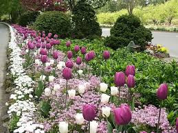 Learn what to plan and where. Planting Bulbs In Spring Tulips Garden Design Bulbs Garden Design